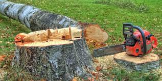 Best Tree Risk Assessment  in Princevle, IL