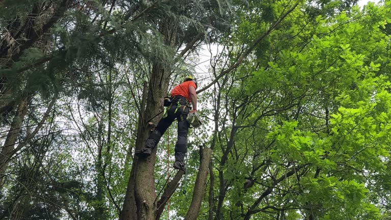 Best Storm Damage Tree Cleanup  in Princevle, IL