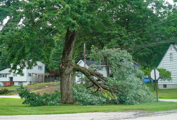 Professional Tree Services in Princeville, IL