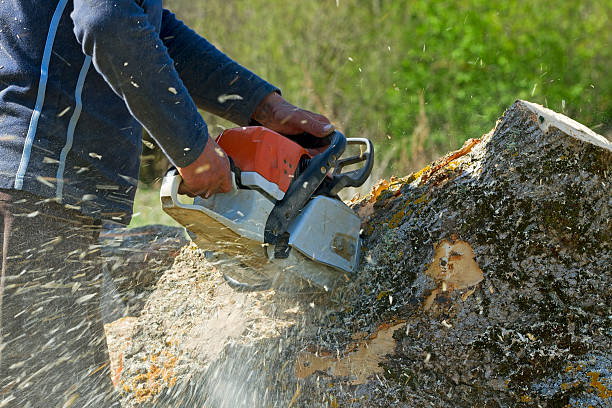 Best Emergency Tree Removal  in Princevle, IL